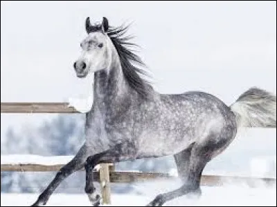 Quelle est la robe de ce cheval ?