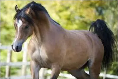 Quel aliment est dangereux pour le cheval ?