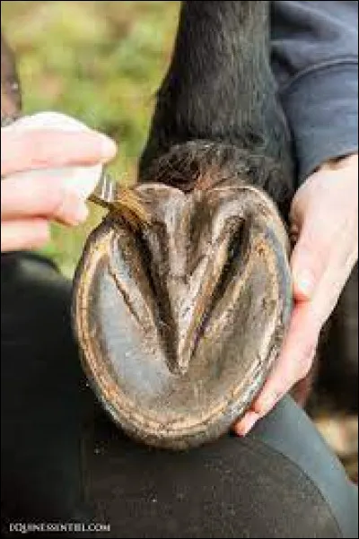 Comment appelle-t-on cette partie du corps du cheval ?