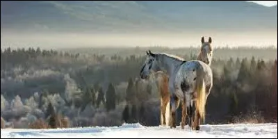 Lequel n'a pas la robe isabelle ?