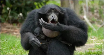 Animaux : Quel singe vivant dans les forêts tropicales d'Asie du sud-est possède une poche gutturale lui servant à pousser de puissants cris ?