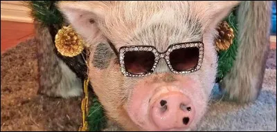 Quel est le point faible des cochons dans l'&eacute;preuve des Hunters gourmets ?