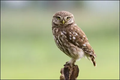 La chouette de la famille Weasley s'appelle...