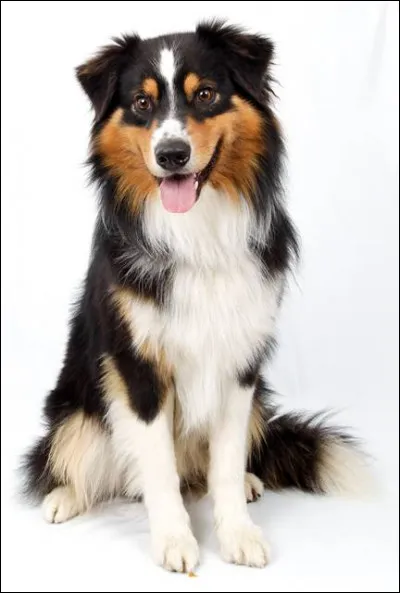 Combien pèse-t-il ?