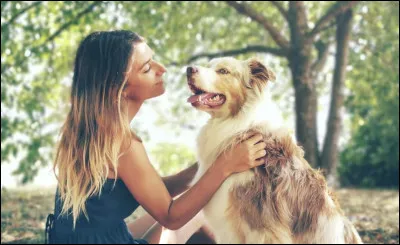 Le berger australien est-il affectueux ?