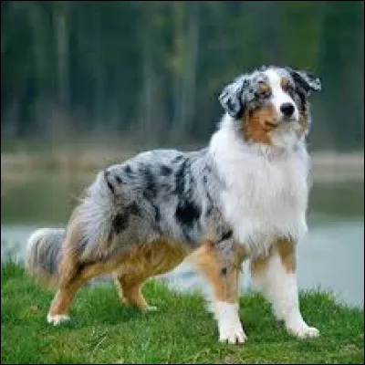 Il fait partie des chiens de...