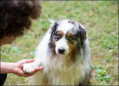 Est-il facile à éduquer ?