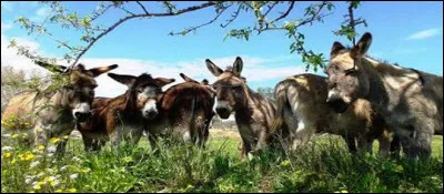 L'âne est un équidé, certes, mais hi-han, quel nom porte l'étalon ?