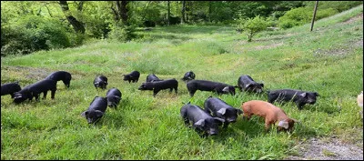 Quel est le tempérament du cochon ?