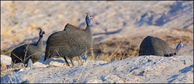 Avant de l'élever, la cuisiner et de la déguster, la pintade fut d'abord un oiseau libre, farouche et prudent, cacabant dans son milieu naturel [...] !