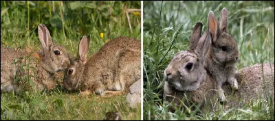 Le lapin est un mammifère rongeur.