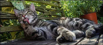 Les poils des chats peuvent provoquer des allergies.