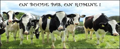 Et pour digérer leur nourriture, les vaches ruminent ; les aliments ingérés passent dans 4 estomacs différents.