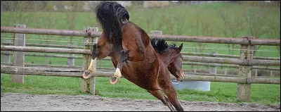 Le garrot du cheval est situé exactement là où se finit l'implantation de la crinière.