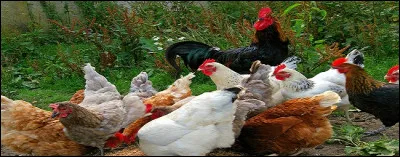 Quel but la poule poursuit-elle quand elle caquette après avoir pondu ?