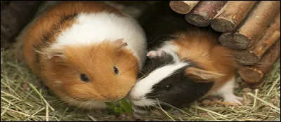 Adorables et sociables : les cochons d'Inde.
3 types d'alimentation leur sont indispensables, à savoir : [...].