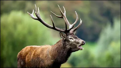 Ton patronus serait...