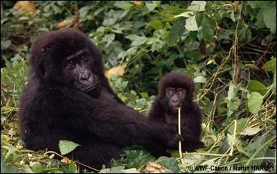 Quel est ce grand primate ?