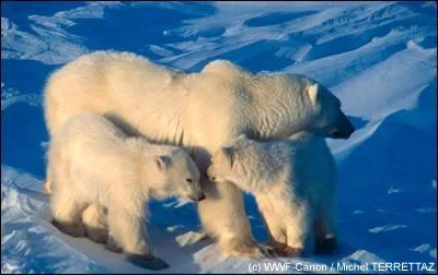 Quel est cet animal ?