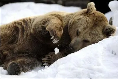 O l'ours brun hiberne-t-il l'hiver ?