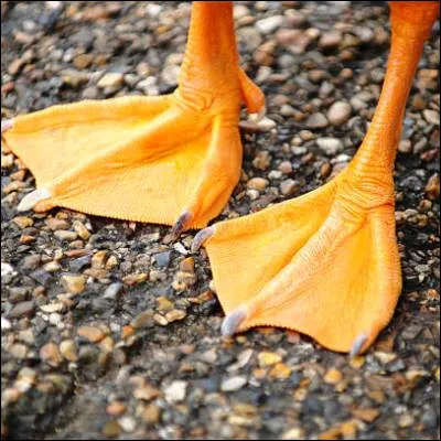 &Agrave; quel type de palmip&egrave;de appartiennent les fuligules, les nettes et les sarcelles ?