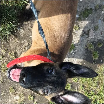 Combien de temps environ (par sortie ) ?