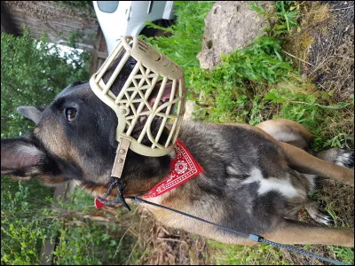 Cela t'arrive-t-il de louper ses repas ?