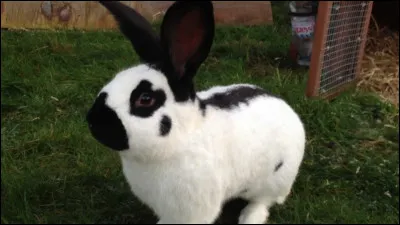 Quelle est la race de ce lapin ?