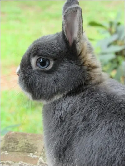Quelle est la race de ce lapin ?