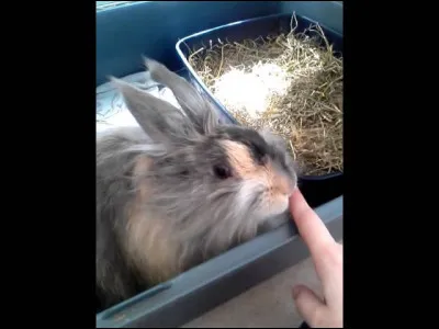 Pourquoi votre lapin vous lèche-t-il ?