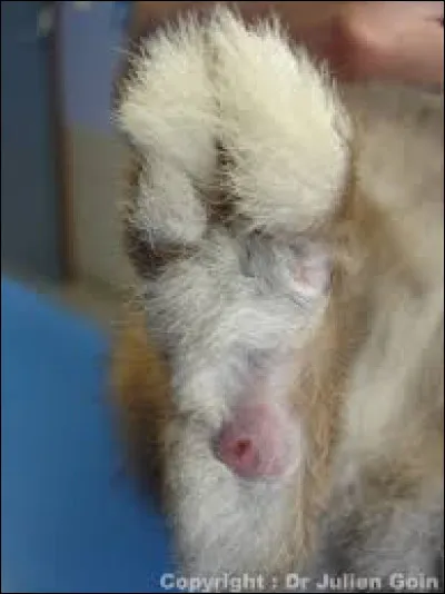 Comment s'appelle la maladie qu'attrapent les lapins aux pattes ?