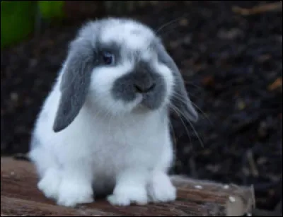 Quelle est la race de ce lapin ?
