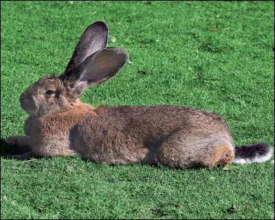 Quelle est la race de ce lapin ?