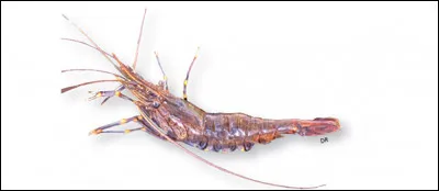 Qu'est-ce qu'une antie ?