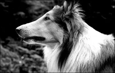 Ce magnifique colley, connu pour avoir jou&eacute; le r&ocirc;le du chien Lassie, est mort en 1958.Comment s'appelait-il ?