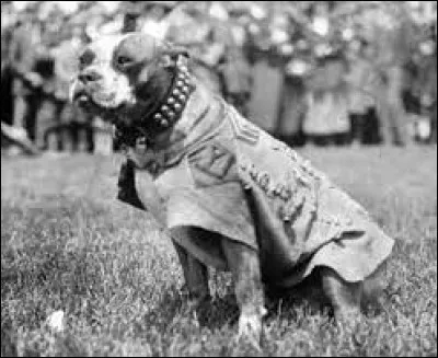 Ce bull-terrier, h&eacute;ros de guerre mort en 1926 &eacute;tait, pendant la Premi&egrave;re Guerre mondiale, charg&eacute; de retrouver et de d&eacute;terrer les soldats pris sous les gravas &agrave; cause des explosions.Mais comment s'appellait-il ?