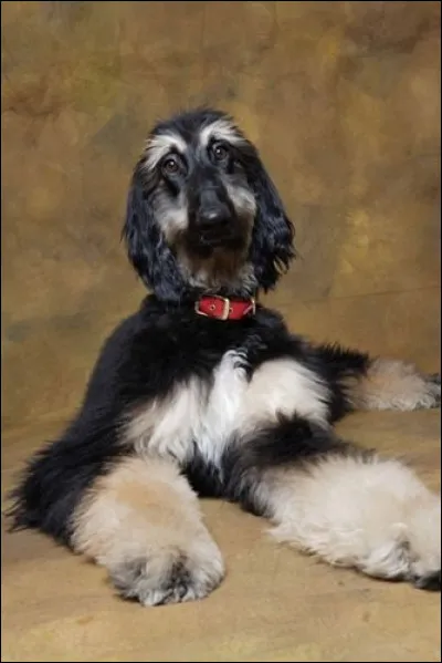 Ce chien n&eacute; en 2005 est le tout premier chien clon&eacute;.Quel est son nom ?