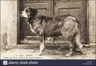 Cet &eacute;pagneul des Alpes a sauv&eacute; la vie de 40 personnes. Une nuit il partit pour sauver un soldat perdu en pleine temp&ecirc;te, mais ce dernier voyant mal &agrave; cause du noir et de la temp&ecirc;te le prit pour un loup et le tua.Quel est le nom de ce pauvre chien ne cherchant qu'&agrave; sauver un soldat &eacute;gar&eacute; ?