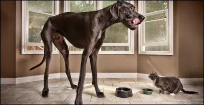 Ce grand danois, n&eacute; en 2008,aujourd'hui d&eacute;c&eacute;d&eacute; est connu pour avoir &eacute;t&eacute; le chien le plus grand du monde.Comment s�appelait-il ?