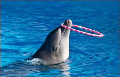 Il appartient &agrave; la race des :