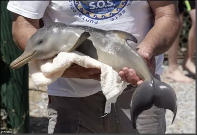 Le poids d'un nouveau n&eacute; est :
