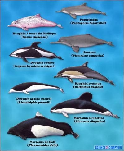 Il existe en tout ... esp&egrave;ces de dauphins.