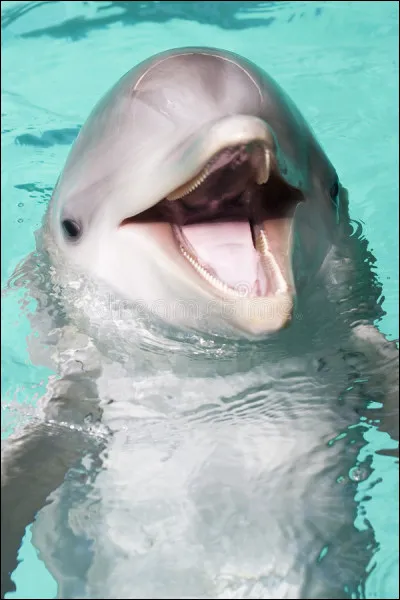 Comment s'appelle le nez des dauphins ?