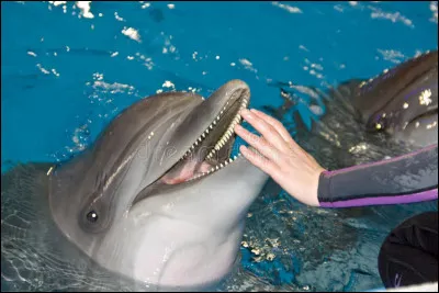 Le dauphin a ... dents.