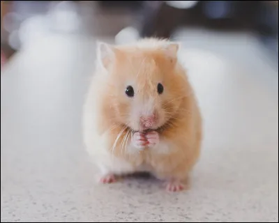 Bon, tu n'es pas en retard... Tu dois juste passer un coup de balai dans ta chambre, et nourirr le hamster.