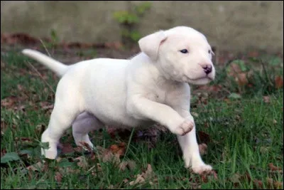 Ce bébé sera un chien de grande taille, très musclé, ce sera pour toi un compagnon merveilleux !