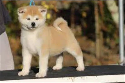 Charmant bébé qui deviendra un grand chien agréable à vivre pour ses maîtres, mais incapable de co-habiter avec ses congénères pour lesquels il est très dangereux !