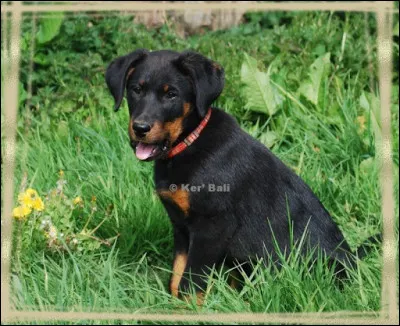 On appelle aussi ce chiot "Bas-rouge", je t'en fais cadeau !