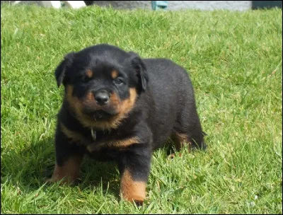 Réputé méchant, son allure est dissuasive, devenu grand, il deviendra ton complice ! Je te l'offre avec plaisir !