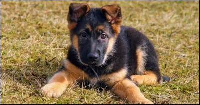 Intelligent, protecteur, mais il peut devenir aussi un chien d'attaque ! Je te fais confiance pour le dresser !